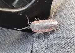 Porcellionides rufocinctus