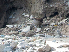 Cinclodes atacamensis