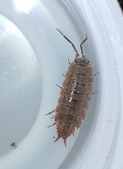 Porcellionides rufocinctus