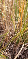 Carex edura