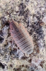 Porcellionides rufocinctus