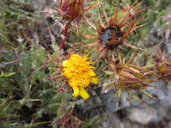 Berkheya cruciata