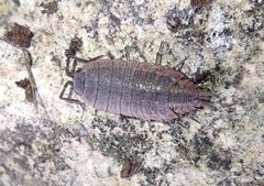 Porcellionides rufocinctus