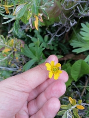 Ranunculus peduncularis