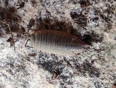 Porcellionides rufocinctus