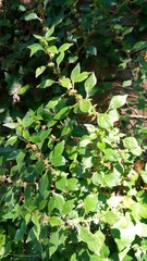 Parietaria officinalis