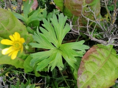 Ranunculus peduncularis