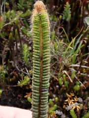 Jamesonia goudotii