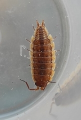 Porcellionides rufocinctus