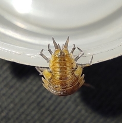 Porcellionides rufocinctus