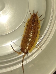 Porcellionides rufocinctus