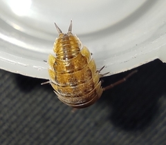 Porcellionides rufocinctus