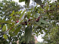 Ficus