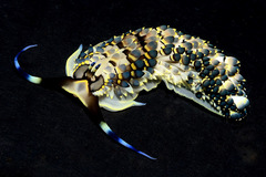 Cerberilla affinis