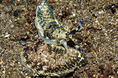 Cerberilla affinis