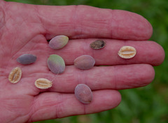 Terminalia microcarpa