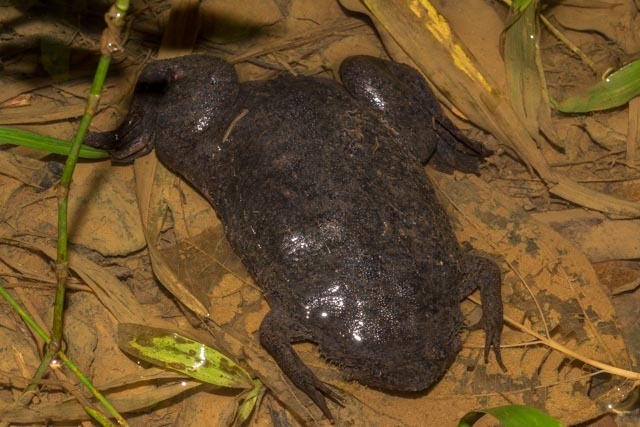 Utinga Surinam Toad