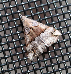 Hypena gonospilalis