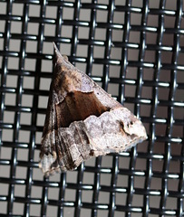 Hypena gonospilalis