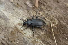 Carabus granulatus interstitialis
