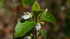 Justicia leucothamna