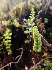 Jamesonia longipetiolata