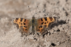 Polygonia faunus