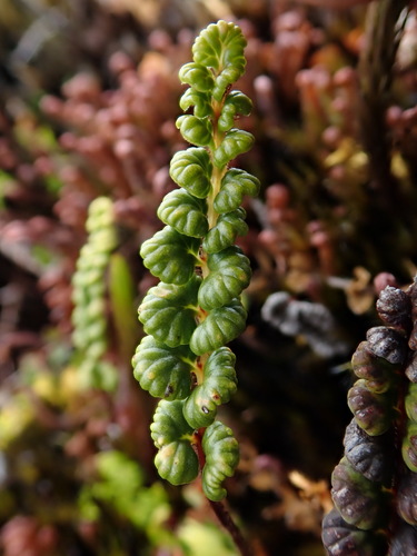 Jamesonia longipetiolata · iNaturalist