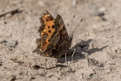 Polygonia faunus