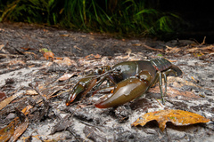 Cherax depressus