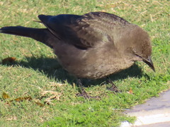 Euphagus cyanocephalus