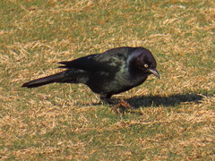 Euphagus cyanocephalus