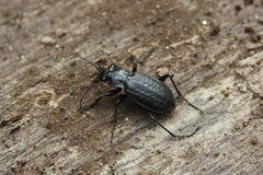Carabus granulatus interstitialis