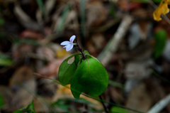 Carlowrightia myriantha