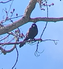 Quiscalus quiscula