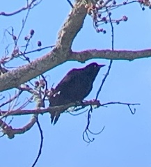 Quiscalus quiscula