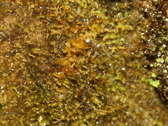 Mniaecia jungermanniae