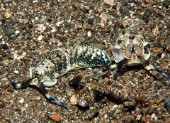 Cerberilla affinis