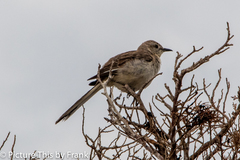 Mimus polyglottos image
