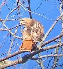 Buteo jamaicensis