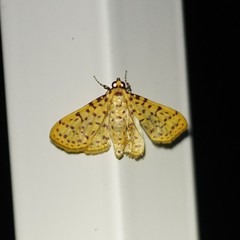 Polygrammodes eleuata