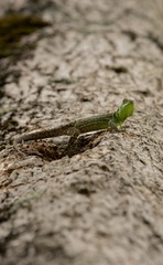 Stenocercus bolivarensis
