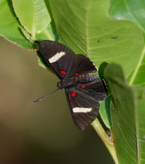 Melanis electron