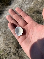 Polymesoda caroliniana