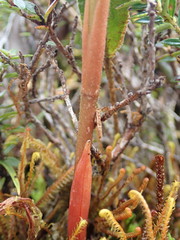 Pterichis triloba