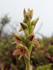 Pterichis triloba
