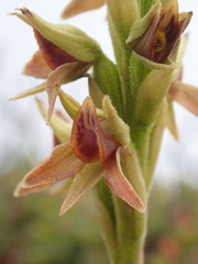 Pterichis triloba
