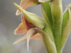 Pterichis triloba