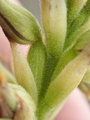 Pterichis triloba