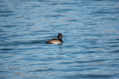 Aythya fuligula